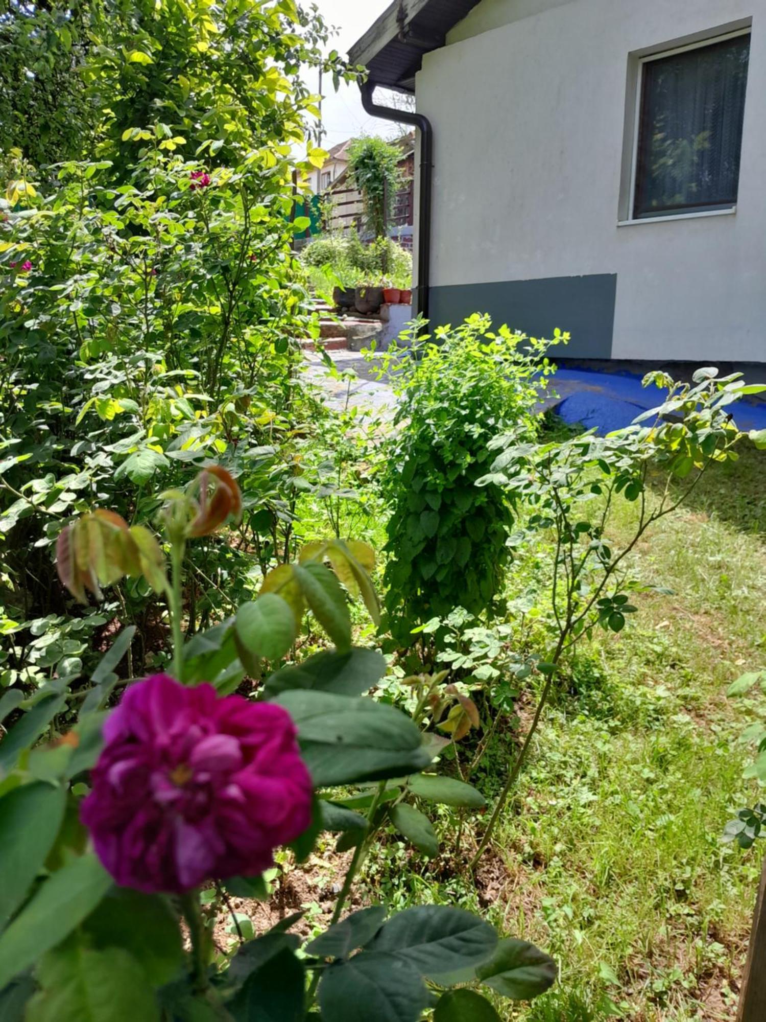 Dolores Tesanj Exteriér fotografie